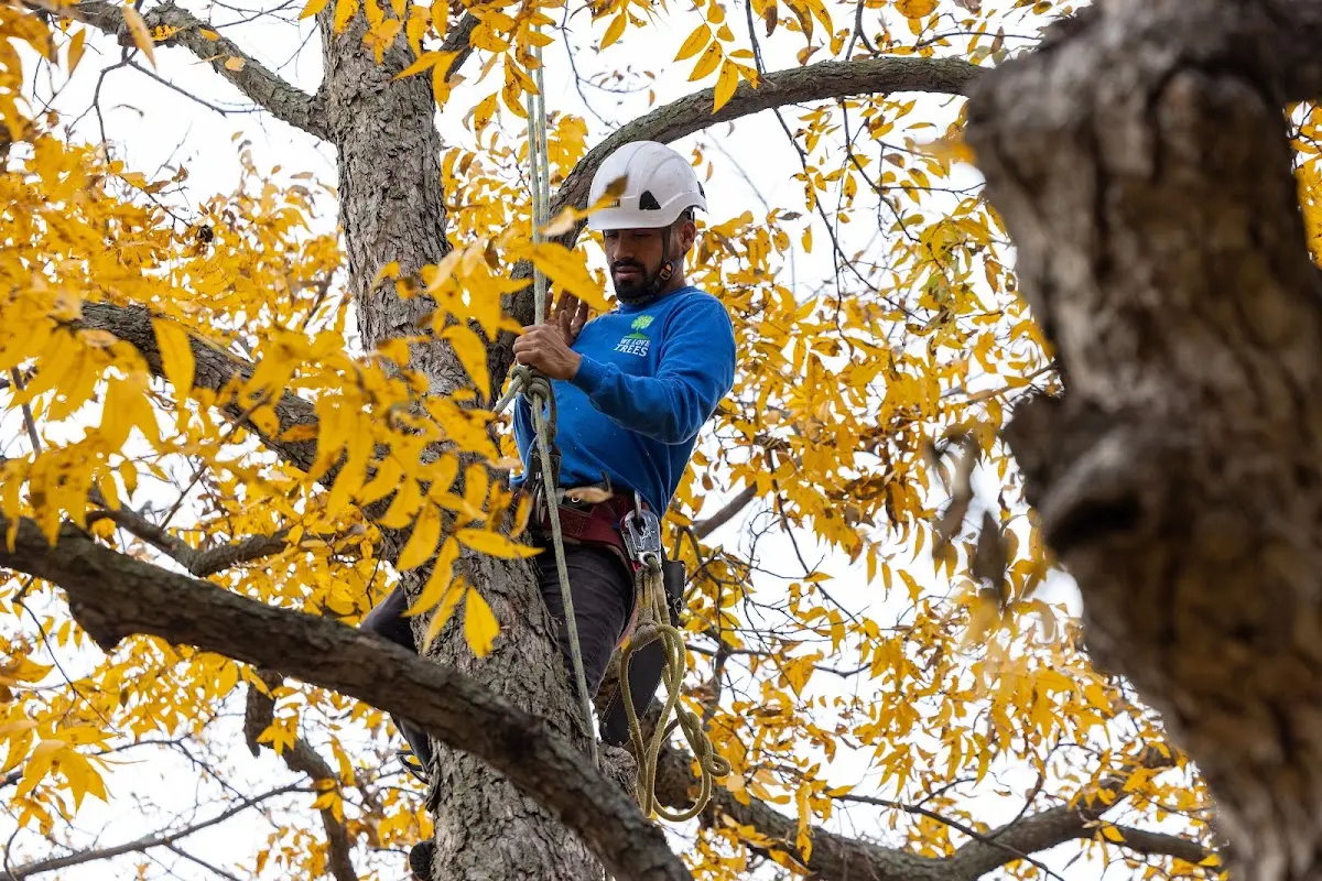 Skilled Tree Planing crew working in Kirvin